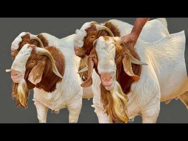 India’s Best Full Blood African Boer Goats | Ustaad Sohail Bhai - Boer King of Kurla, Mumbai