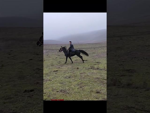 Наш Новый Жеребец Карачаевской Породы "Кьаракез" #horse #лошади #лошадь #топ #guitar #duet #природа