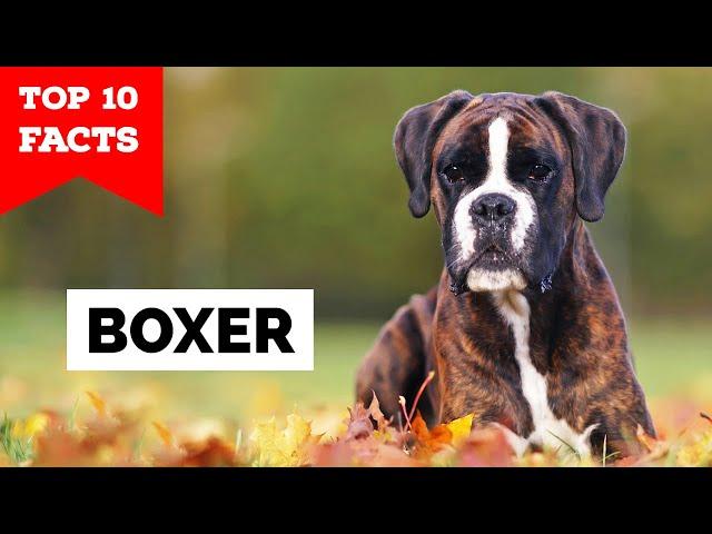 Boxer Dog - Top 10 Facts