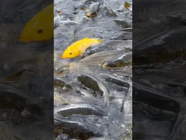 Fishing Time new Video | fishing videos latest 2024 | Amazing fishing videos #fish #fishingdaily