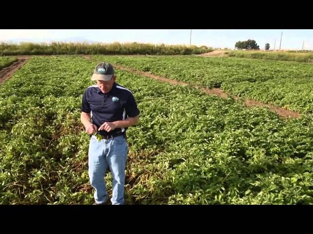 Potato Diseases: Late Blight