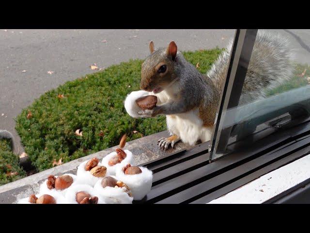 Squirrels' reactions to winter First Aid Kit