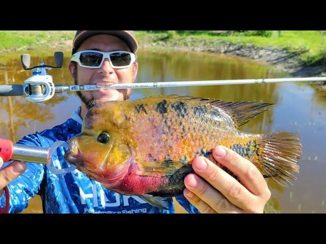 Fishing Bizarre Exotic Fish in Florida's Canals