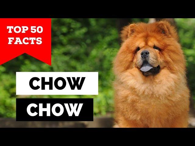 99% of Chow Chow Owners Don't Know This