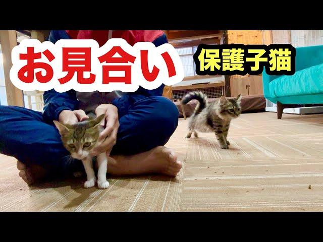 嬉しいご報告！お見合い決定した保護子猫なるみちゃん