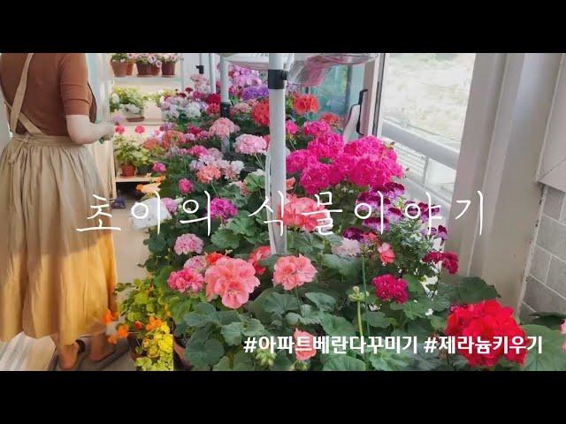 아파트베란다에서 식물키우기 | 제라늄키우기 | 베란다정원 | 식물브이로그