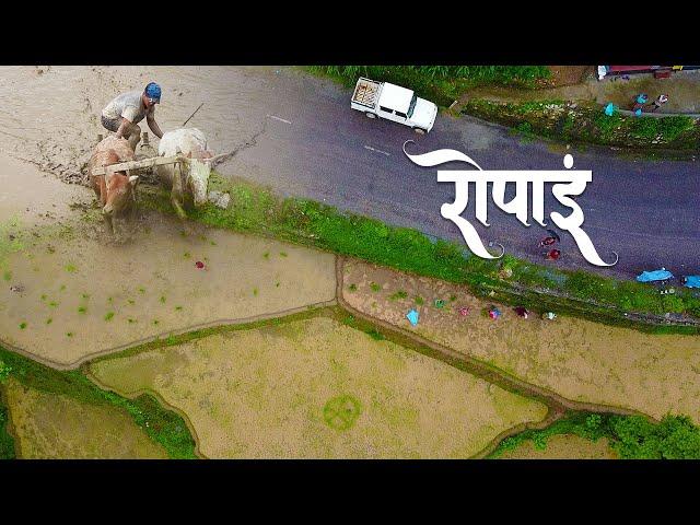 गल्कोटको रोपाइँ | ROPAIN IN GALKOT | Gantabya Nepal