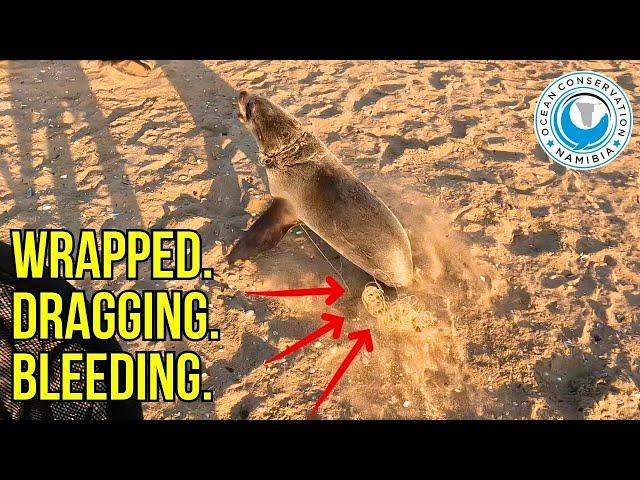 Seal vs Fishing Line: The Fight of His Life