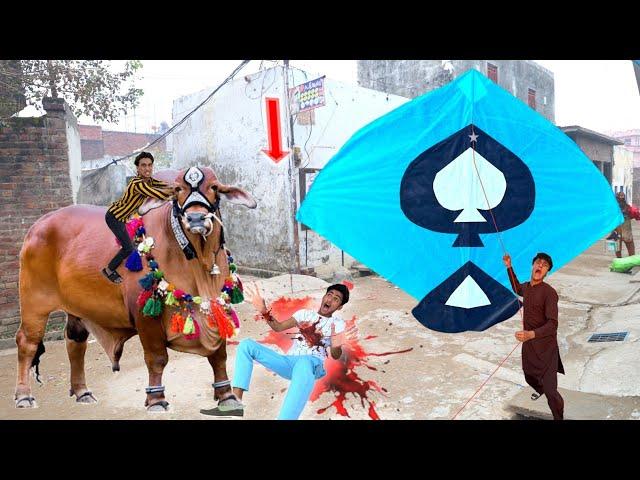Kite Catch Roof & Nasir Buy Big Angry New Eid  Cow