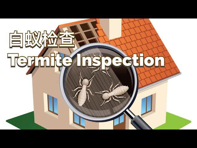 什么是白蚁检查Termite Inspection？怎么看检查报告？