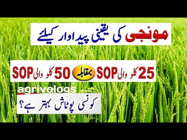 What is the difference between Sop 25kg and sop 50kg , How To use in Rice crop // visit agrivologs