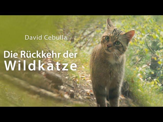 Die Rückkehr der Wildkatze | ganze Dokumentation | Naturfilm | deutsch