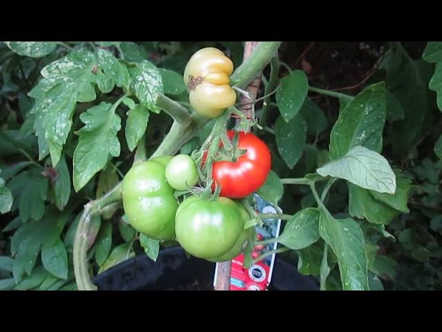 Crimson Crush grafted tomato plant 21st Aug 2017