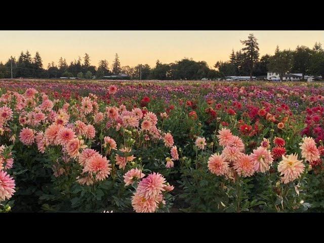 Dahlia Forms and Varieties 