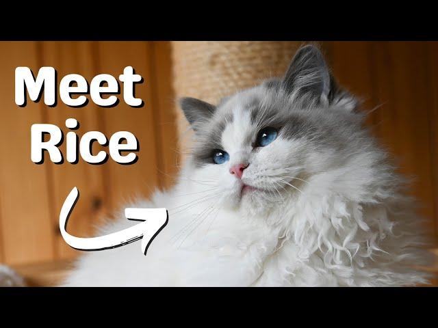 Meet our Ragdoll Cat | She's So Cute