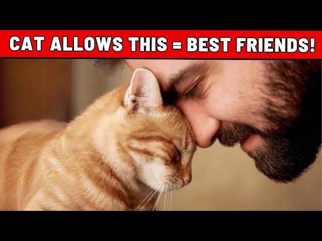 24 Signs That Your Cat Considers You Their Best Friend (Not Every Cat Owner!)