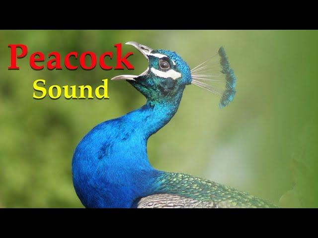 "Peacock Sound Effects | Real Peacock Calls and Noises" #ytvideo