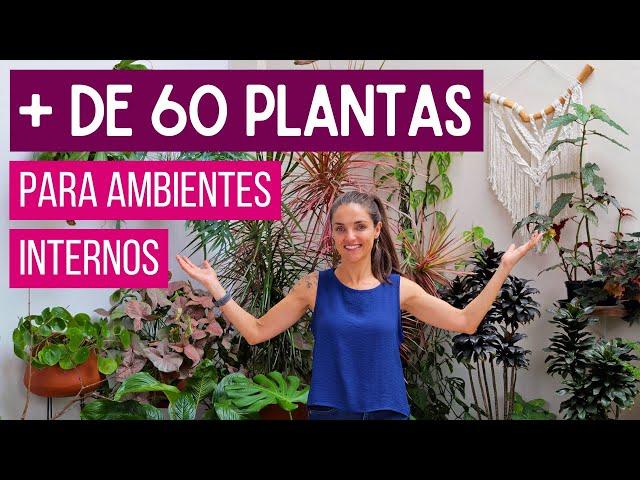 + de 60 PLANTAS para AMBIENTES INTERNOS