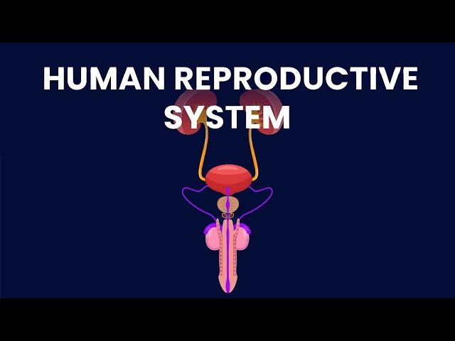 The System Behind Human Conception