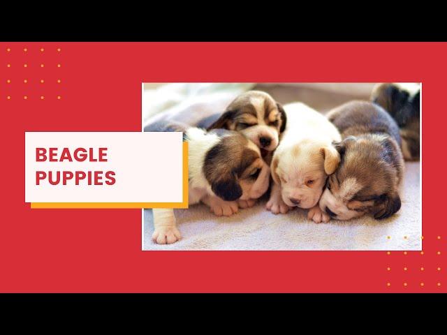 BEAGLE PUPPIES PLAYING!! || Tuktuk's first litter
