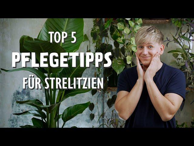 Die 5 BESTEN Pflegetipps für deine Strelitzia (Paradiesvogelblume)