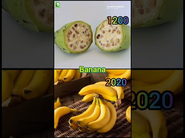 How foods used to look like, before humans modified them #shorts #trending #garden #viral #fruits