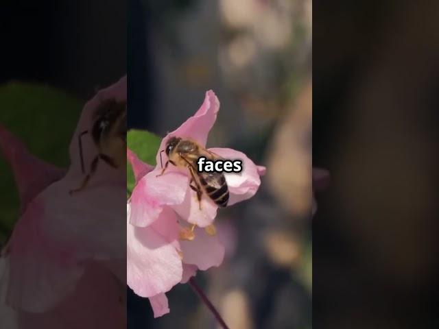 Did You Know? Bees Recognize Human Faces!  #funfacts #facts #space #interestingfacts