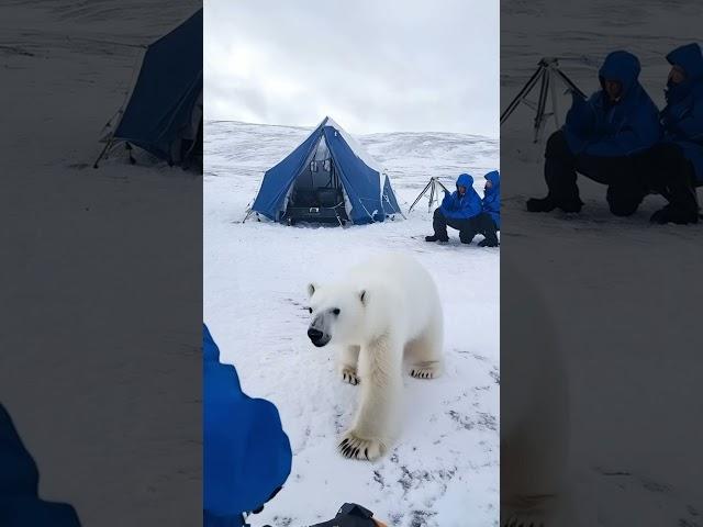 ‍️ Tiny Polar Bear's Heartwarming Rescue!  #PolarBearRescue #WildlifeConservation #arcticanimals