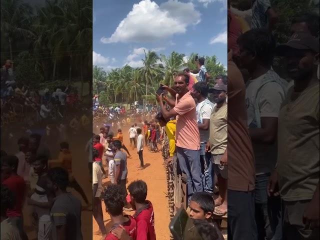 Poolavari kandriga Jallikattu 