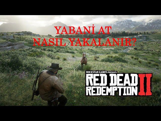 ATI YAKALAMA, EVCİLLEŞTİRME VE SATMA | RED DEAD REDEPTİON 2