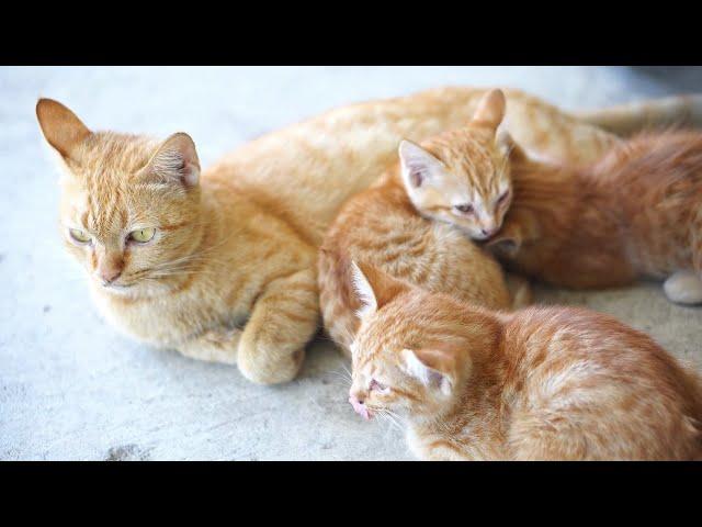 FUNNY CAT | KUCING LUCU | COLORING