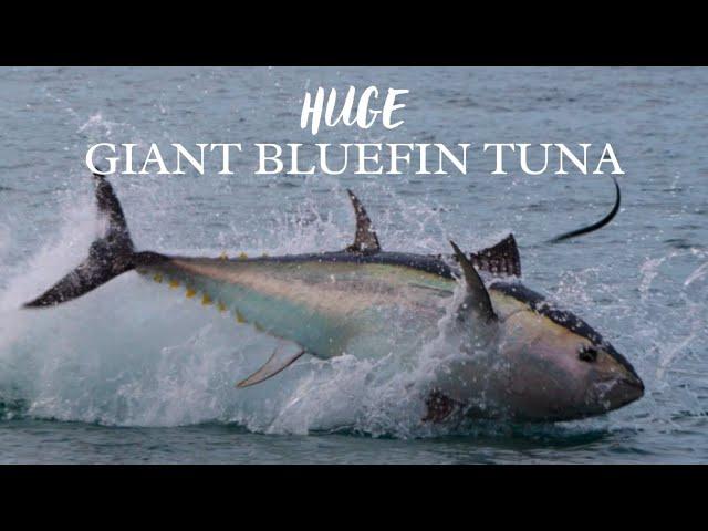 UNBELIEVABLE Giant Bluefin TUNA chasing Garfish in South Devon!