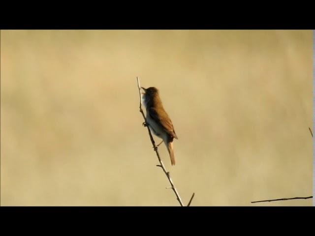 Rouxinol-grande-dos-caniços (Acrocephalus arundinaceus)