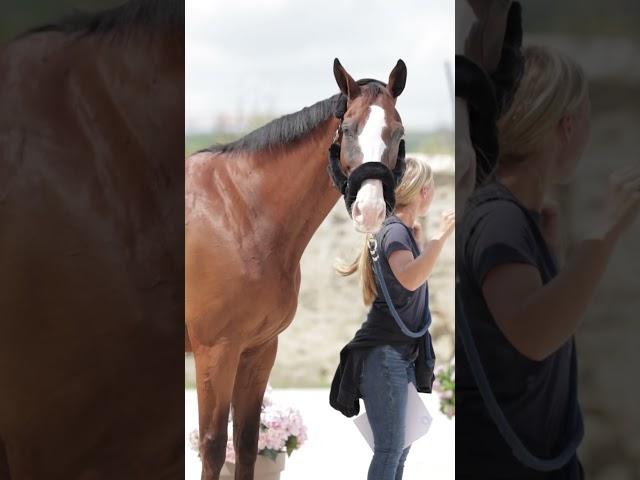 Let's get ready to rumble  the Eventing horses of #Paris2024 are here 