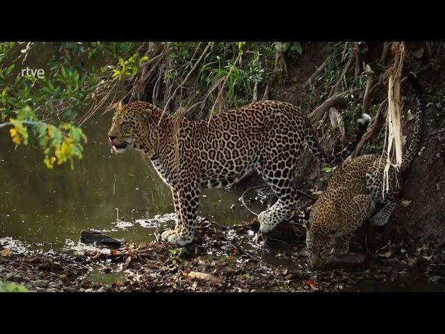 La Leoparda ｜ Vida Salvaje ｜ Documental de Animales