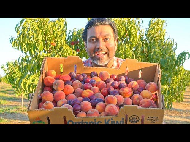 7 Tips to Grow Lots of Peaches Nectarines Apricots and Plums
