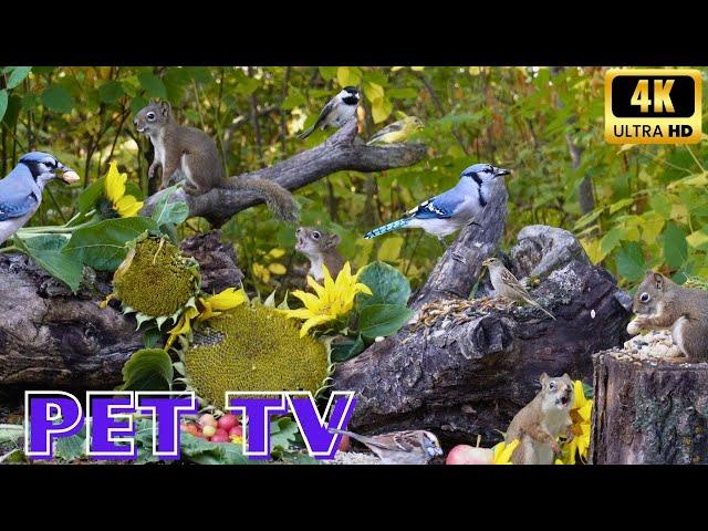 First Day of Fall Celebration Pet TV | Nature Entertainment With Quarreling Squirrels and Blue Jays