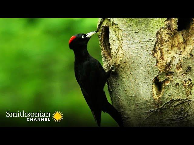 200-Year-Old Tree is a Nesting Location for Woodpeckers  Carpathian Predators | Smithsonian Chann