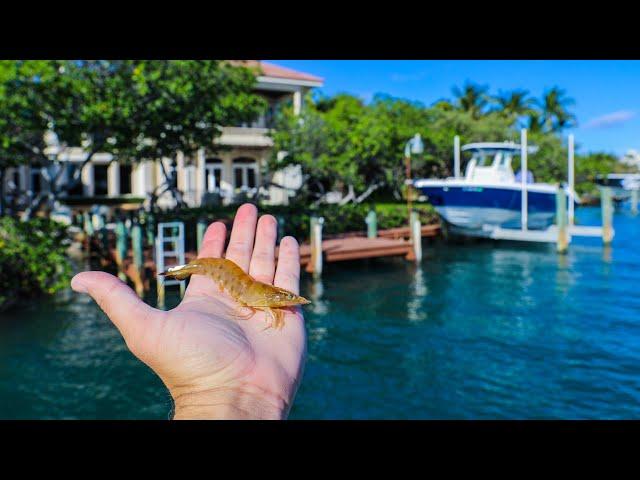 Florida Inshore Fishing With Live Shrimp