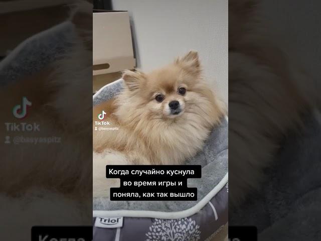Бывает, что шпиц может куснуть!