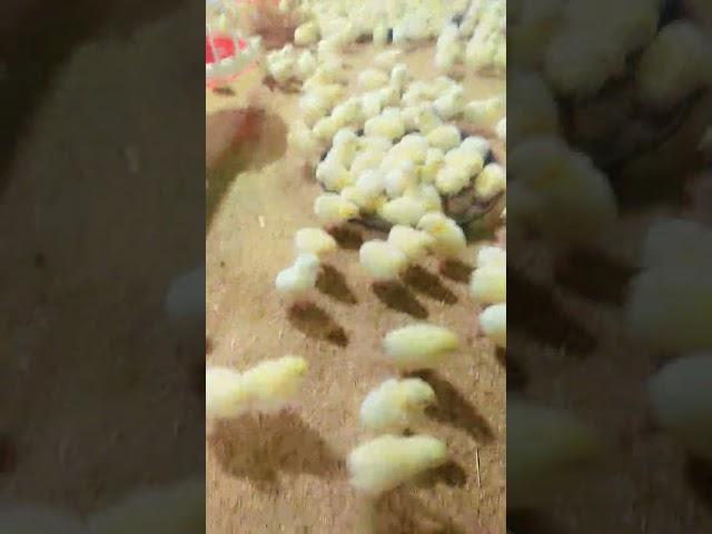 Pakistan poultry Association
