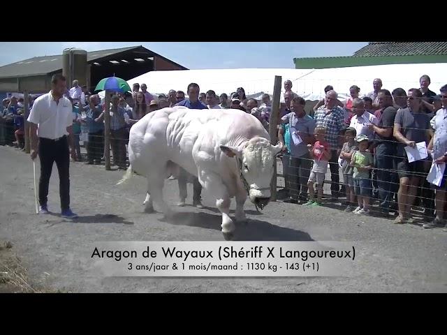 The world biggest bodybuilder cow 