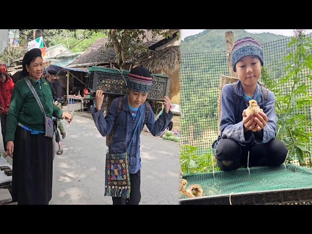 Simple joy: A poor boy's small dream, Happiness bursts when he has the first flock of chickens.