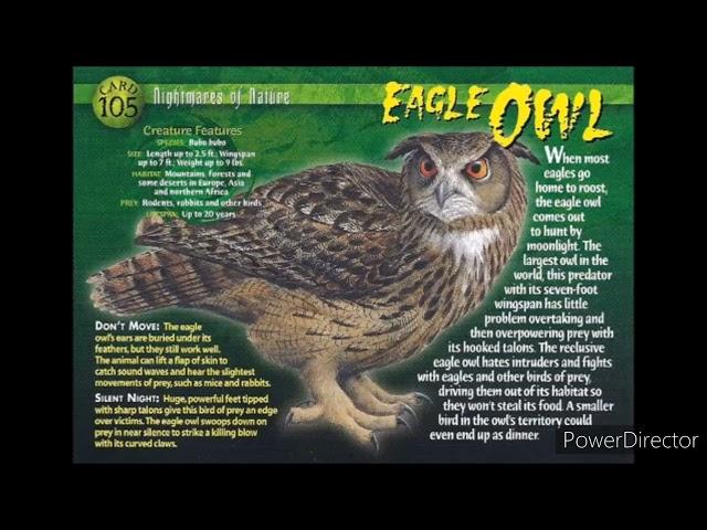 eagle owl sound effects