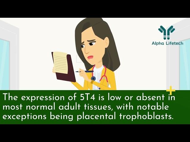 Alpha Lifetech-Understanding 5T4/TPBG Drug Target: Introduction and Significance