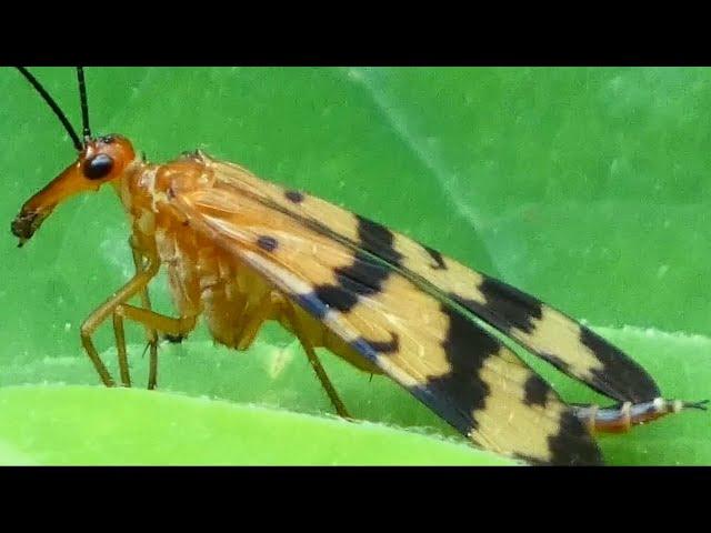 Scorpion fly facts, habits, behavior