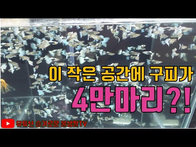 구피로 눈호강 하고 싶으시면 재생을 누르세요(feat.피쉬팜)