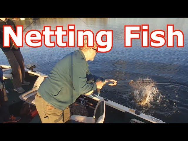 How To Net A Fish