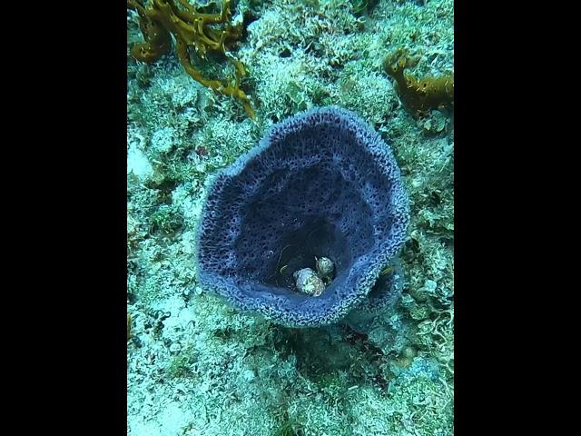 Sea Sponge #sponge #esponja #underwater #seasponge #esponjademar