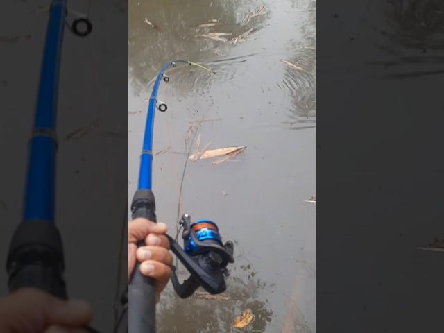 Big fish catching #fishing #shorts